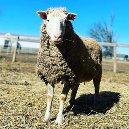 Picture of a sheep