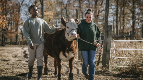 NextGen students walking with cow at Rutgers Farm in New Brunswick, NJ