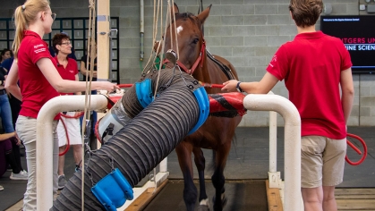 Researchers with a horse on a treadmill.