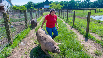 An animal care worker with a pig.
