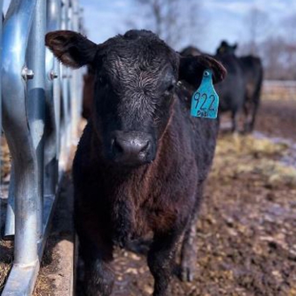 A young cow.