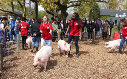 Ag Field Day Swine Exhibition - Cook Campus